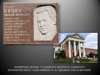 Цицин москва