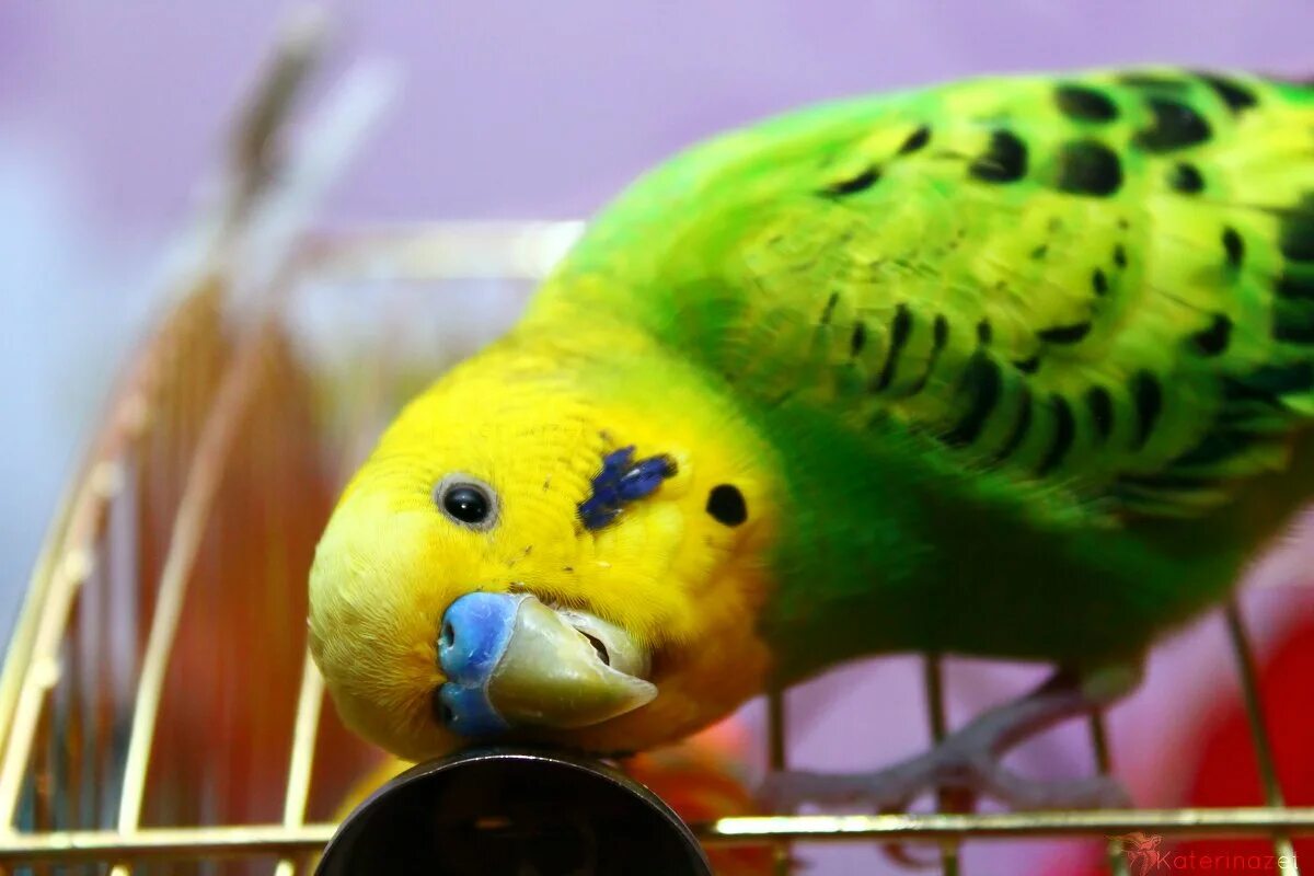у меня есть попугай