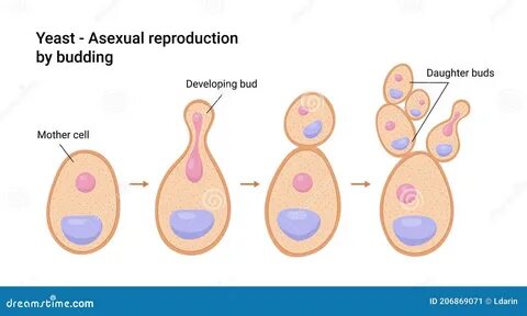 In newborns, clinical manifestations of the disease... 