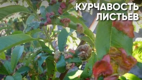 Волдыри на листьях персика