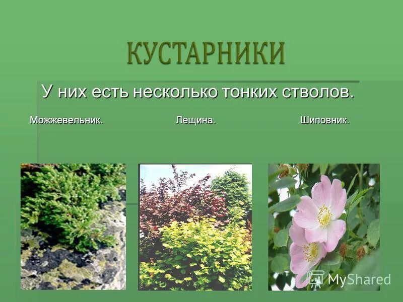 Какие бывают растительные. Растения и кустарники бывают. кустарники для окружающего мира. кустарники по окружающему миру. растения кустарники названия.