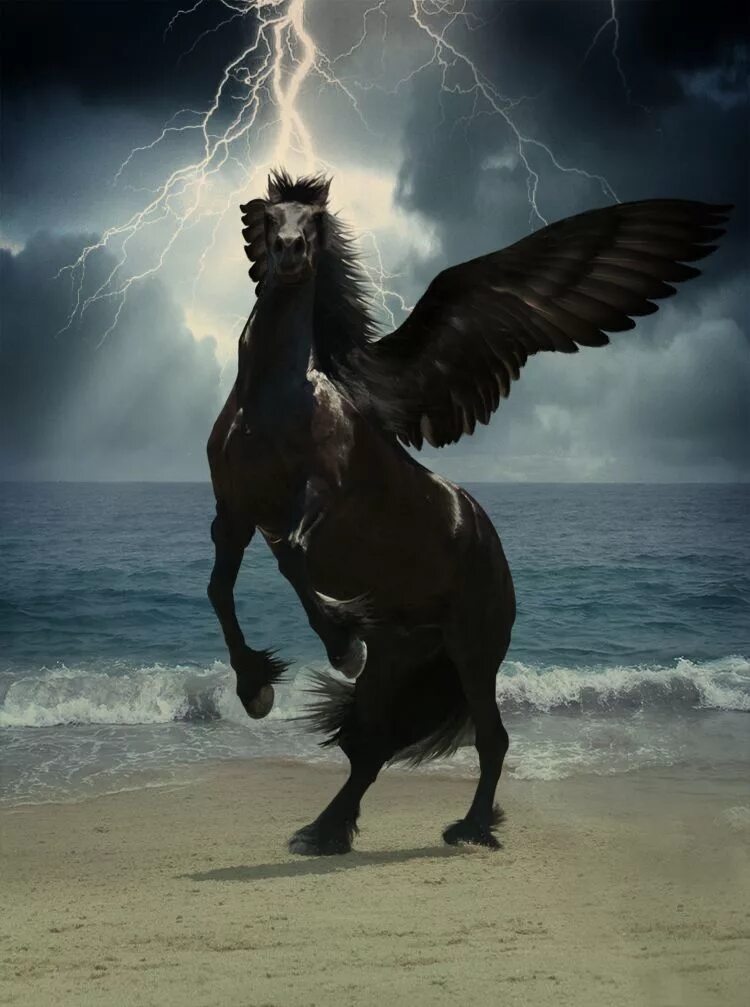 Мифологические существа Пегас. Конь с крыльями. Черный конь с крыльями. Черная лошадь с крыльями.