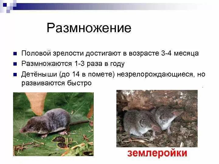 Половое созревание у млекопитающих. Отряд насекомоядные размножение. размножение насекомоядных млекопитающих. насекомоядные звери млекопитающие. особенности размножения насекомоядных.