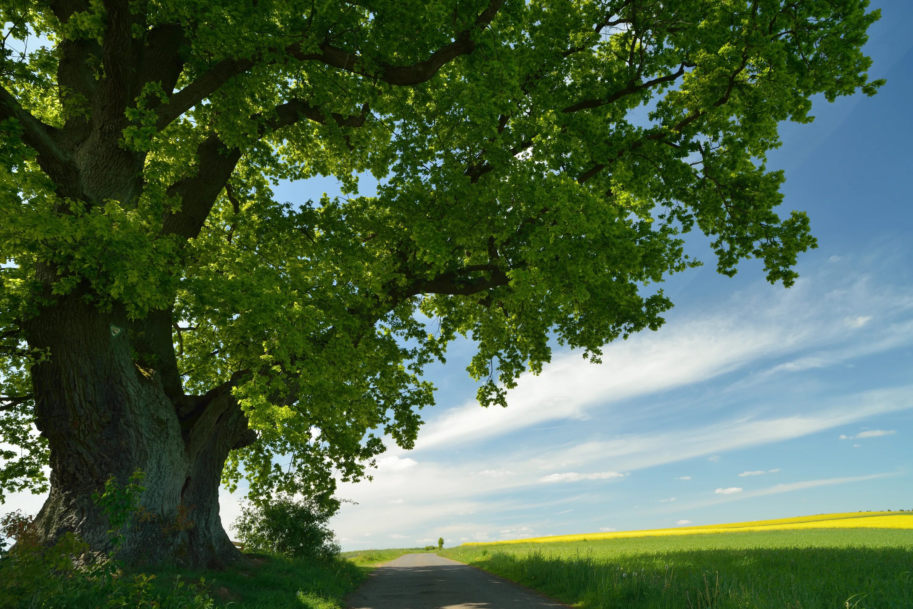 Trees can