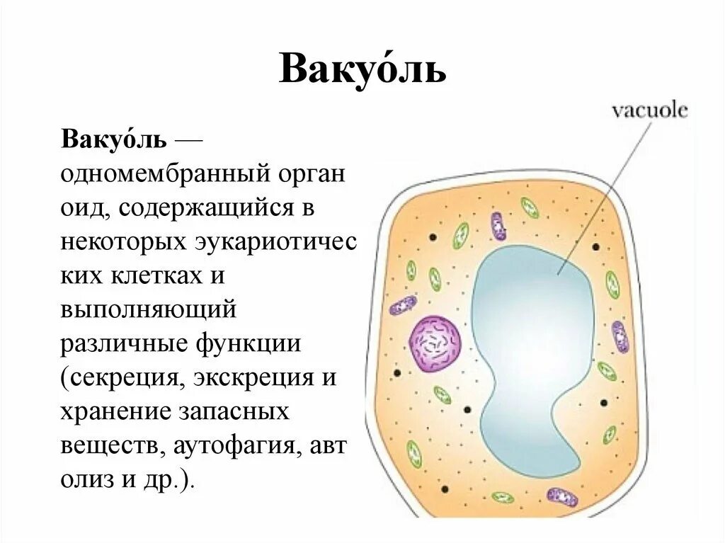 Какое значение вакуоля в жизнедеятельности клетки. Строение клетки вакуоли строение. рисунок вакуоли растительной клетки. вакуоль клетки 5 класс биология. вакуоль растительной клетки строение.