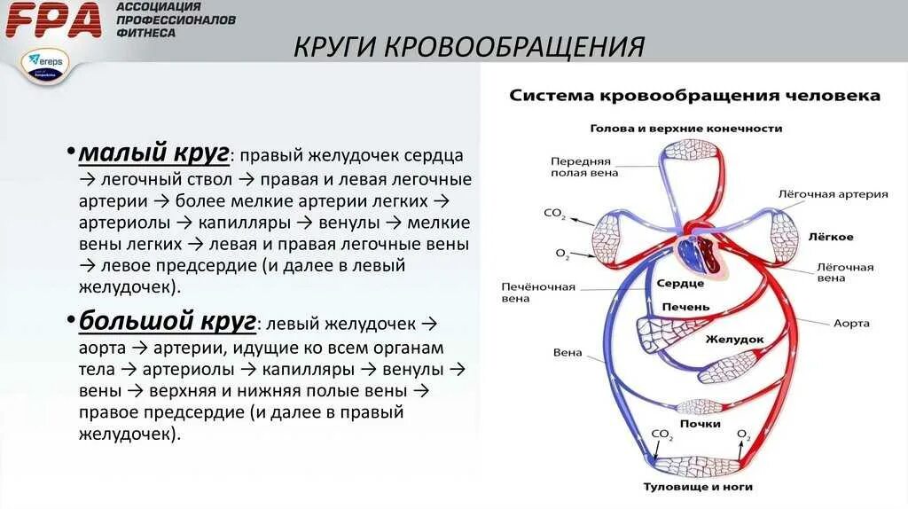 Кровообращение человека последовательность. Малый круг кровообращения кратко схема. Большой круг кровообращения и малый круг кровообращения кратко. Малый и большой круг кровообращения человека схема. Малый круг кровообращения характеристика кратко.