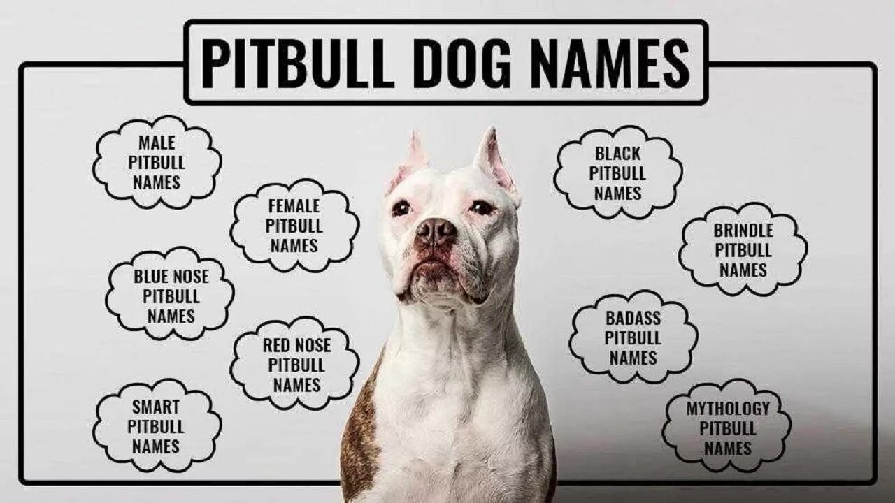 Dogs s names are. Имена для собак. Крутые имена для собак. Самые крутые клички для собак. Крутые собачьи имена.