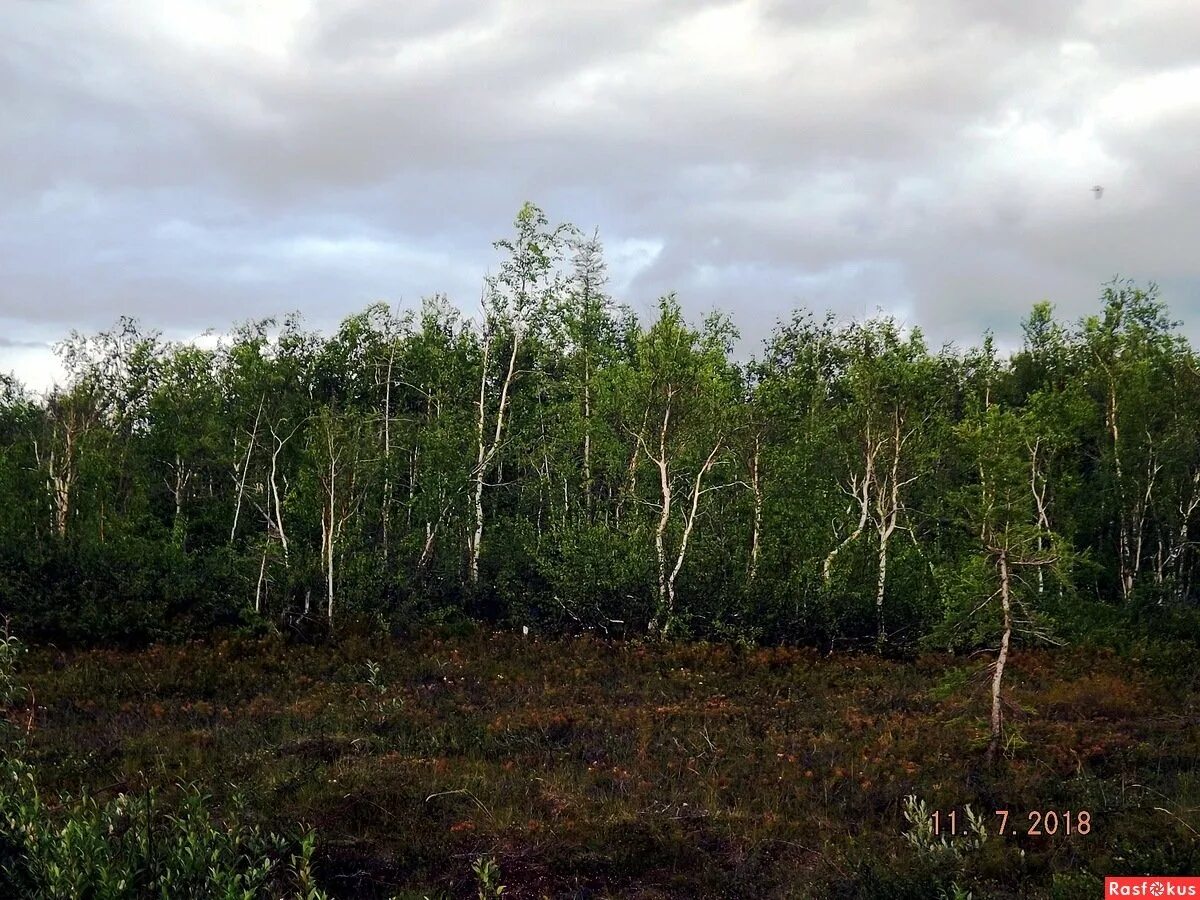 Полярная карликовая береза. Карликовая берёза в тундре. Betula Полярная. Карликовая береза в Арктике. В тундре растут березы