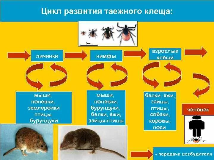 Жизненный цикл таежного клеща. Жизненный цикл иксодовых клещей схема. Жизненный цикл таежного клеща схема. Стадии жизненного цикла таежного клеща. Жизненный цикл таежных клещей.