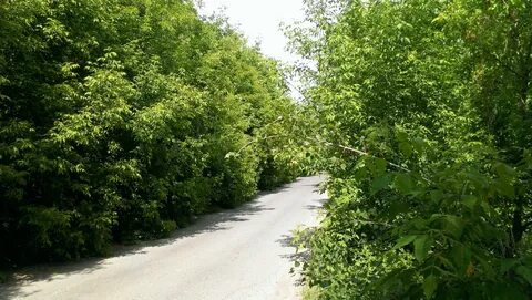 У вдоль в клены