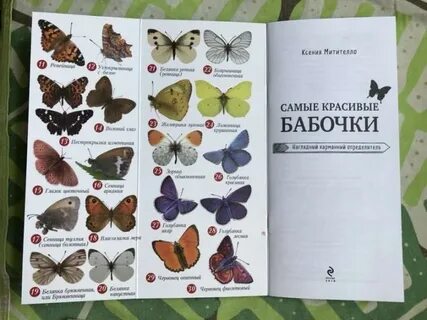 Названия дневных бабочек 2 класс