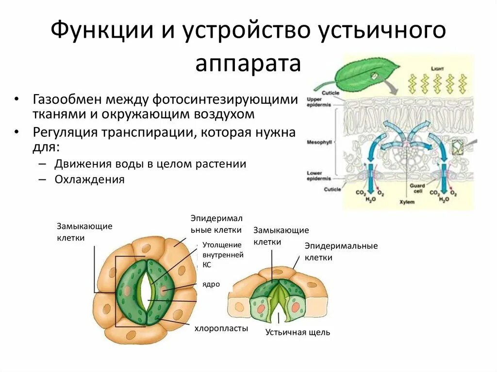 Устье растений. Транспирация устьица. Устьица устьичный аппарат. Принцип работы устьиц у растений. Функция устьиц листа растений.