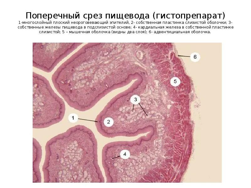 Подслизистая пищевода