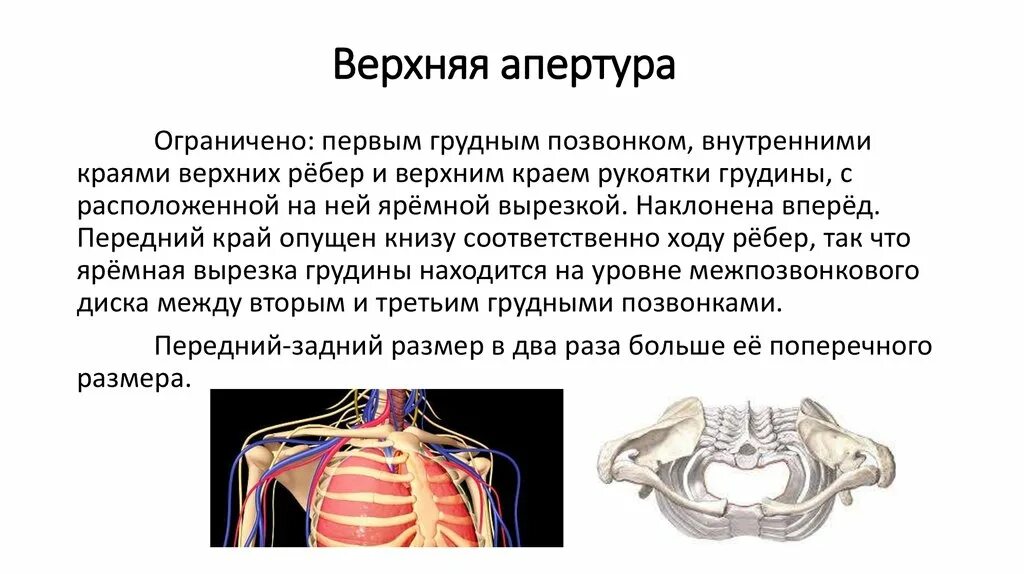 Апертура грудной клетки. Верхняя апертура грудной клетки. нижняя апертура грудной клетки ограничена. синдром верхней апертуры грудной клетки. верхняя апертура грудной клетки ограничена.