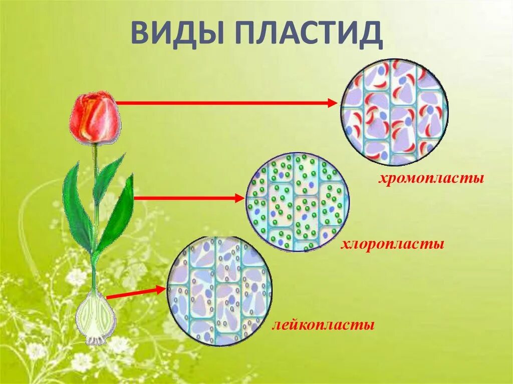 Пластиды хлоропласты хромопласты лейкопласты. Хлоропласты хромопласты лейкопласты. Что такое хромопласты в биологии 5 класс.