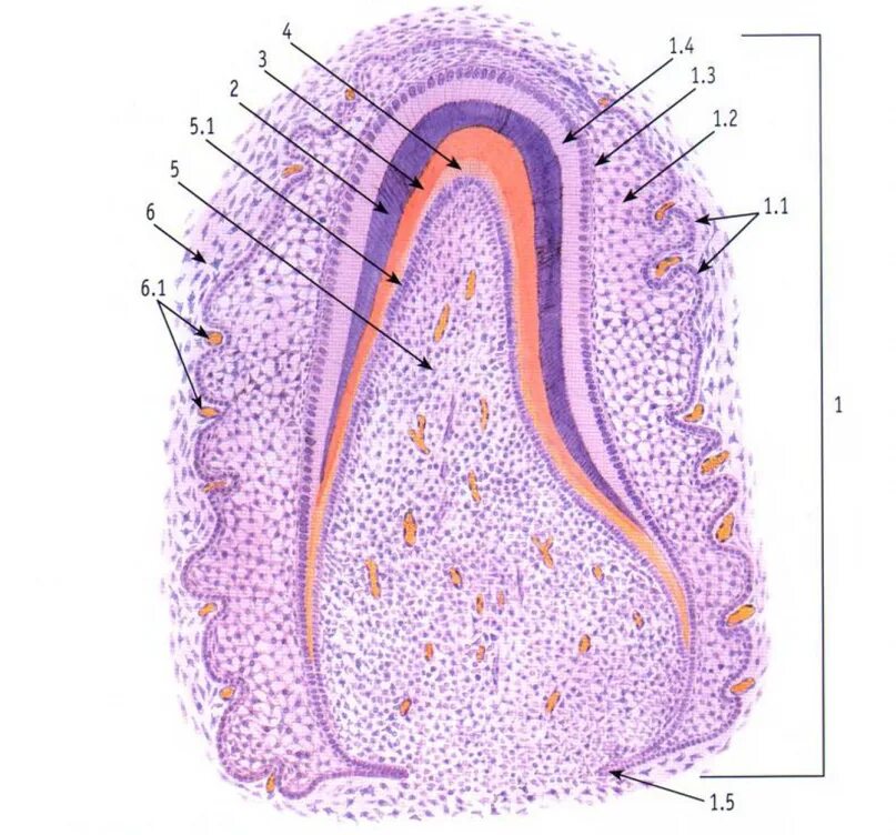 Эмалево дентинная граница гистология. Эмалевый орган гистология препарат. Стадия гистогенеза зуба гистология препарат. Гистогенез зуба гистология. Образование дентина и эмали гистология препарат.