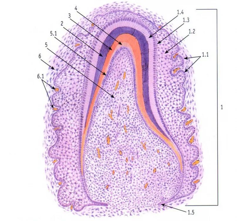 Стадии развития зуба. Поздняя стадия развития зуба. Гистогенез дентина.. Гистогенез зуба гистология. Гистогенез зуба гистология препарат. Ранняя стадия развития зуба гистология.