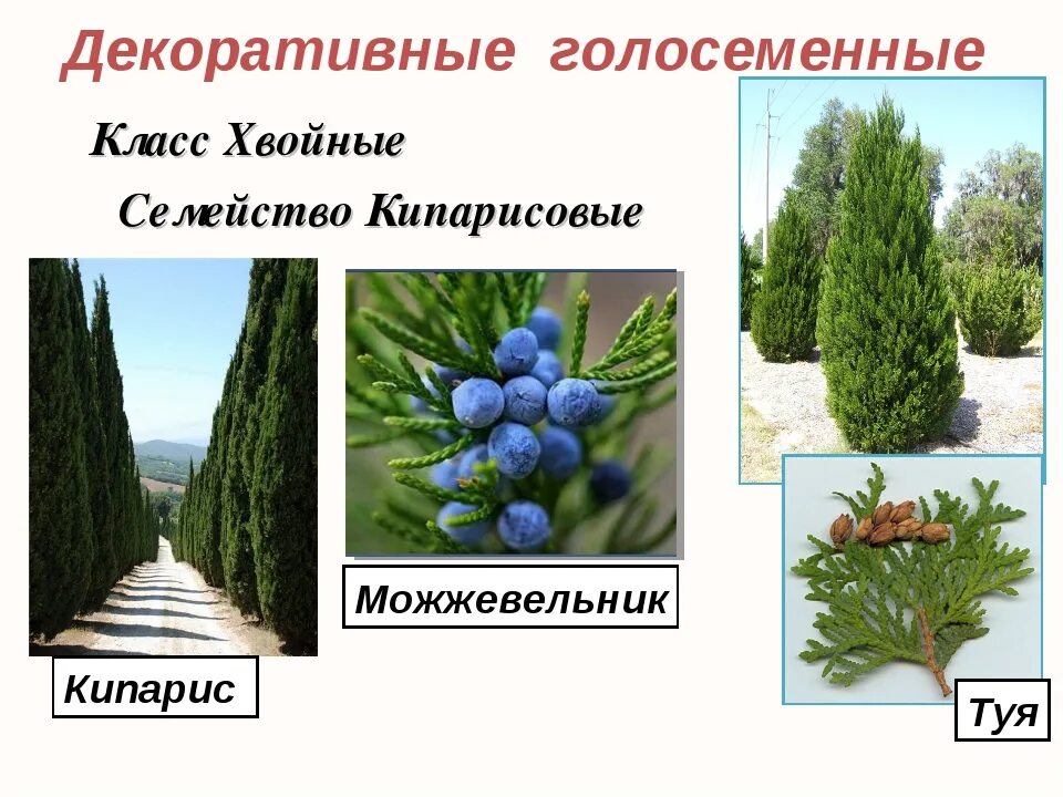 Почему можжевельник относится к высшим семенным растениям. Голосеменные кипарис. кипарис голосеменное растение. можжевельник семейства кипарисовых. голосеменные растения можжевельник.