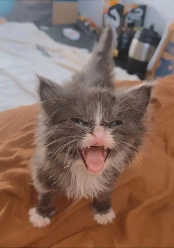 Включи какие то котики