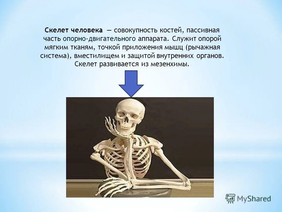 Функции опорно-двигательной системы скелет. Функции пассивной части скелета. Вес скелета взрослого человека. Скелет пассивная часть опорно двигательного аппарата. Пассивный скелет.