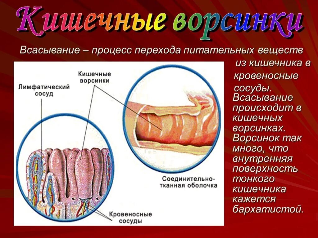 Через кишечник ворсинки в кровь всасываются. Процесс всасывания питательных веществ в тонкой кишке. Всасывание питательных веществ ворсинками происходит в. Всасывание питательных веществ в кишечнике. Всасывание питательных веществ в тонкой кишке происходит в.