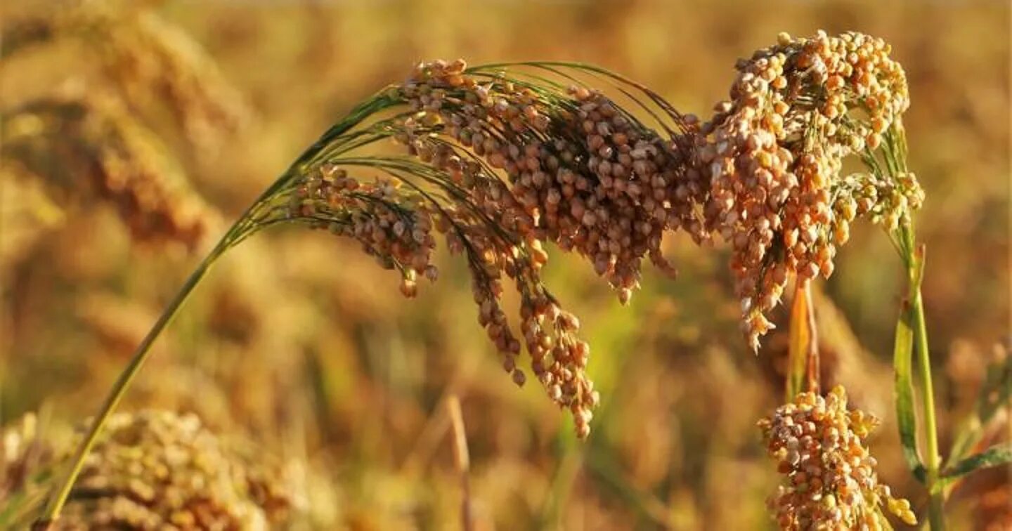 Просо сорнополевое. Просо сорнополевое сорняк. Просо (лат. Panicum). Чумиза. Особенности проса