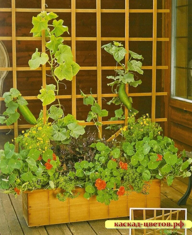 Грядки в пластиковых ящиках. Огурцы в ящиках в теплице. Огурцы в трубе. Подвесные грядки для клубники. Короб для огурцов.