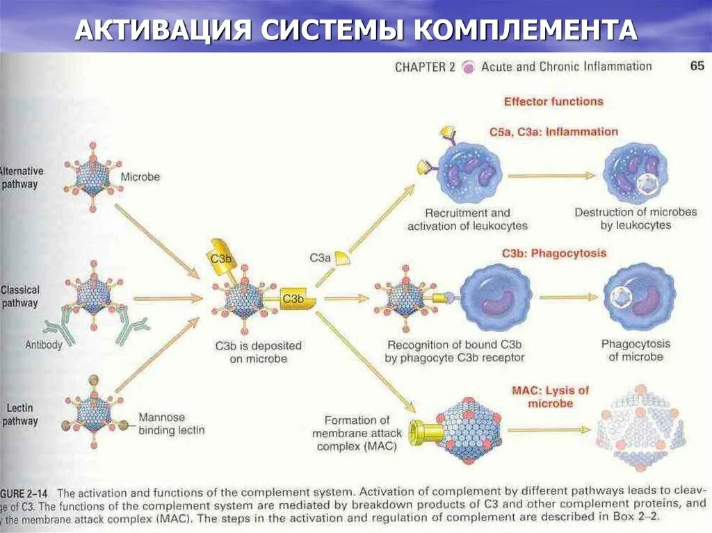 Комплемент c. Система комплемента с5. Факторы активации системы комплемента. Схема активации системы комплемента в иммунологии. Система комплемента воспаление.