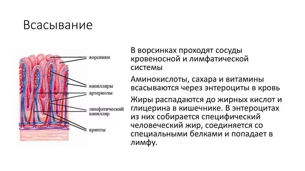 Всасывание жиров ворсинками кишечника. Функции кишечных ворсинок тонкого кишечника. Всасывание питательных веществ в кровь и лимфу. Эпителий кишечной ворсинки. Функции ворсинок тонкой кишки.