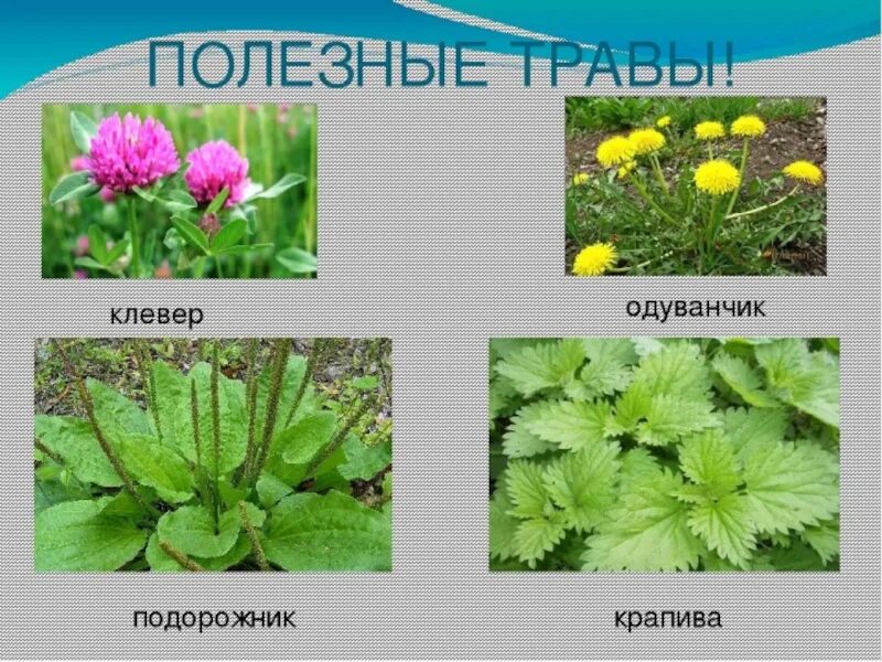 Травянистое растение 2 класс окружающий мир сообщение. Растения крапива, клевер, подорожник. растение подорожник клевер одуванчик. одуванчик репейник крапива подорожник. лекарственные растения подорожник мать мачеха.
