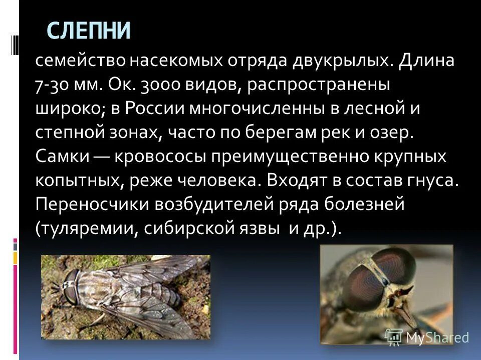 Слепень какой отряд. Насекомые отряды двукрылые слепень. слепни описание. факты о слепнях. насекомое слепень информация.