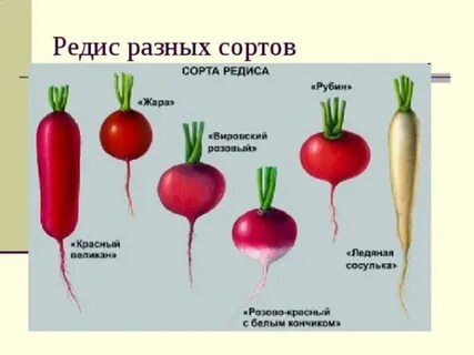 Система редис