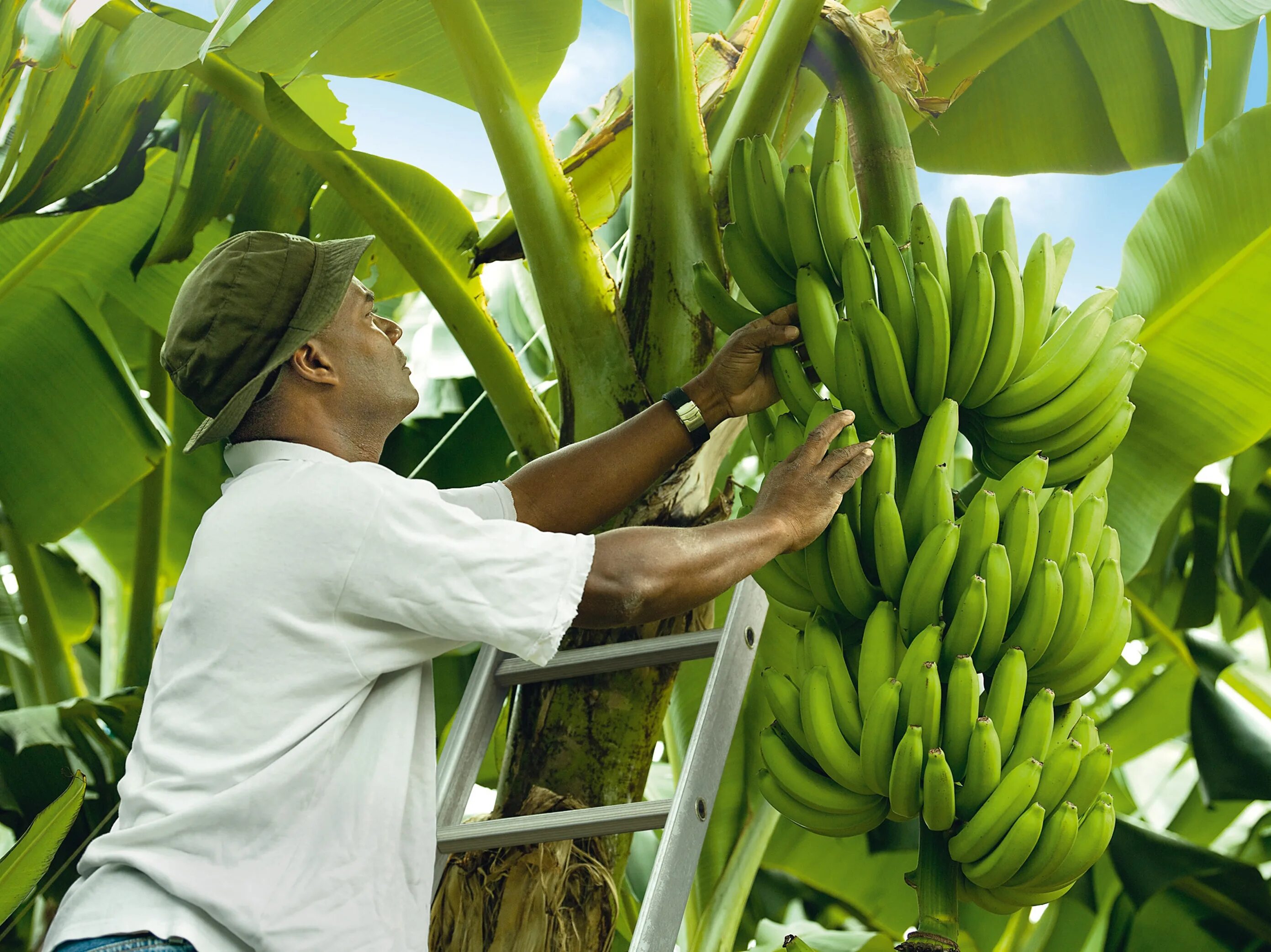 где собирают бананы. собирают бананы. эквадор бананы. эквадор бананы плантации. где собирают бананы.