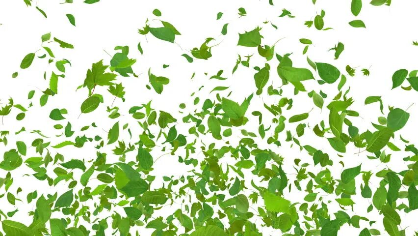 Зеленый фон лепестки. Футажи на зеленом фоне. Мелкие белые цветы. Зеленые листья на прозрачном фоне. Зеленые листочки.