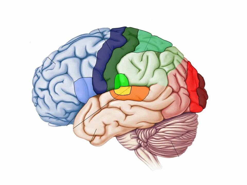 Brain Cortex. Temporal Lobe Primary olfactory Cortex. Brain Regions. Cortex Regions. Whole system