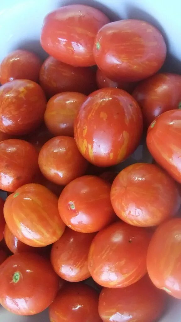 томат пасхальное яйцо. томат пасхальное яйцо описание сорта. сорт томата пасхальное яйцо. томат пасхальное яичко. сорт томата пасхальное яйцо.