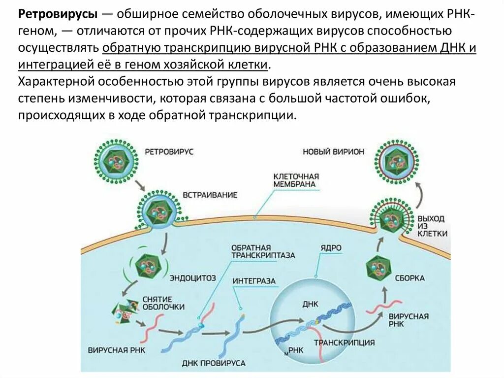 Онкогенные РНК-содержащие вирусы из семейства ретровирусов. Схема ПЦР РНК вирусов. Вирусы ДНК И РНК содержащие схема. Ретровирусы строение генома.