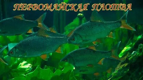 Фото плотвы
