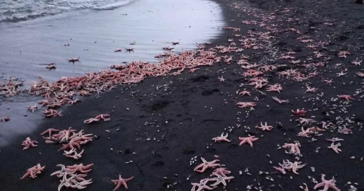 Гибнущее море. Морские звёзды выброшенные на берег. Морская звезда на берегу.