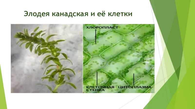 Особенности внутреннего строения элодеи. 2 Элодея. Элодея мутовчатое. Элодея канадская. Элодея канадская строение.