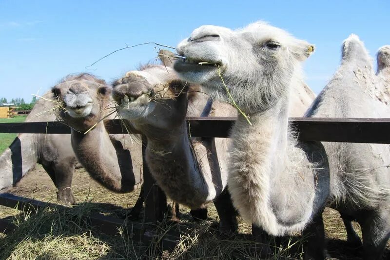 Парк верблюдов ларнака. Верблюжья ферма бахрейн. Верблюжья ферма краснодар. Ферма верблюдов казахстан. Царство верблюдов болгар.