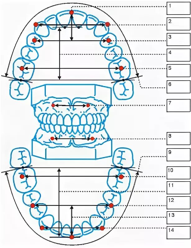 Ортодонтическая карта пациента. Зубная формула ортодонтического пациента. Размеры зубных рядов. Размеры зубных рядов и апикальных базисов челюстей. Размер зубных рядов измерение.