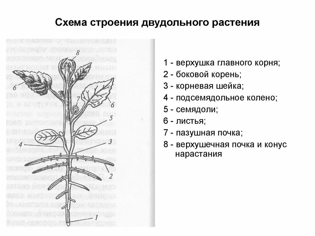 Строение побега цветкового растения схема. Строение побега растение колеус. Строение цветка колеуса. Двудольные растения схема цветка