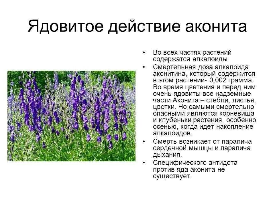 Аконит джунгарский. Аконит джунгарский (борец, башмачки). Волчий аконит цветок ядовитый. Аконит джунгарский (борец, башмачки). Аконит цветок описание ядовитый.