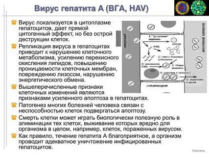Сколько вирус гепатита с живет на предметах
