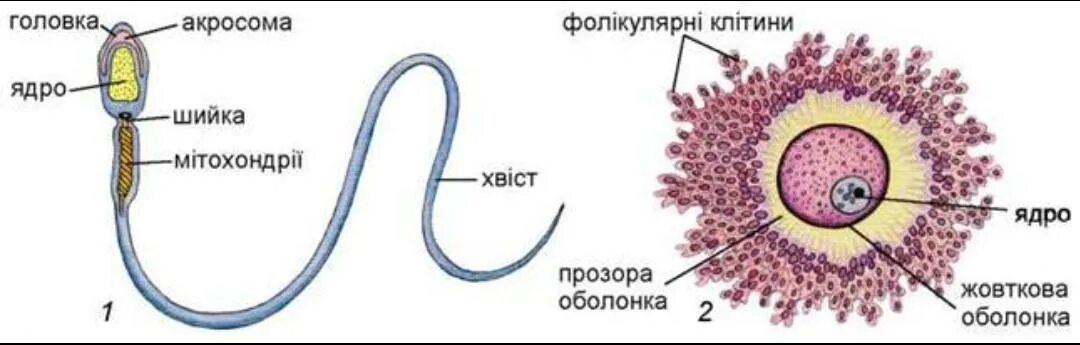 Мужская половая клетка. Строение яйцеклетки и спермия. Строение яйцеклетки и спермато. Строение половых клеток яйцеклетка. Строение половых клеток сперматозоид.