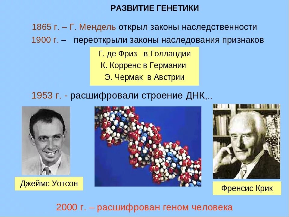 Кто открыл геном. Международная программа геном человека. Кто открыл геном. Проект геном человека. Международный проект геном человека кратко.