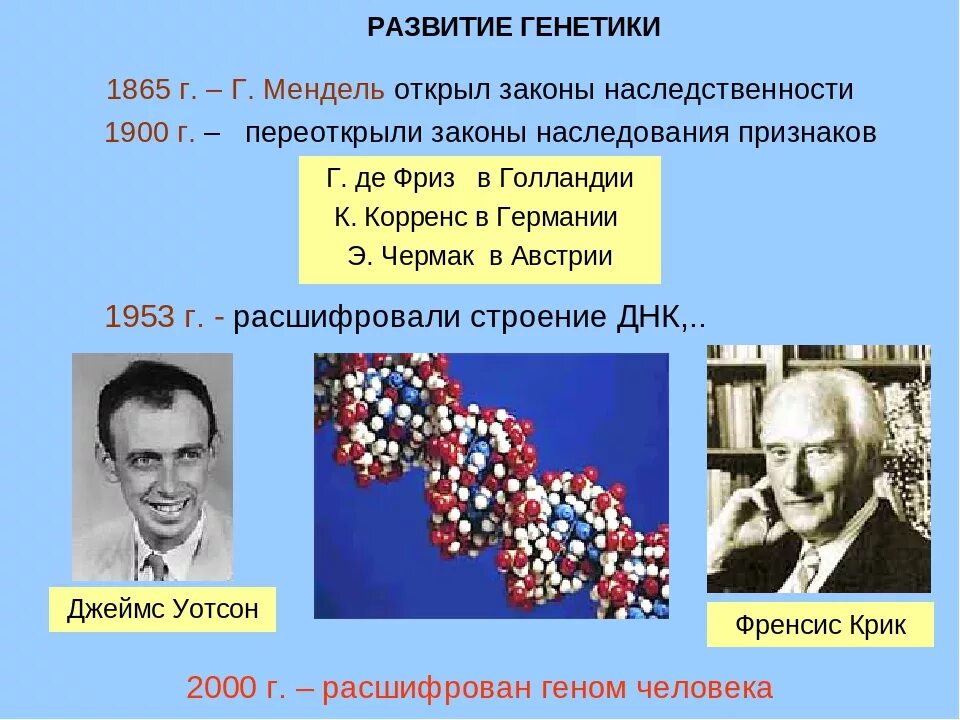 Фамилии генетика. Развитие генетики. Презентация по генетике. Генетика презентация. Генетика биология.