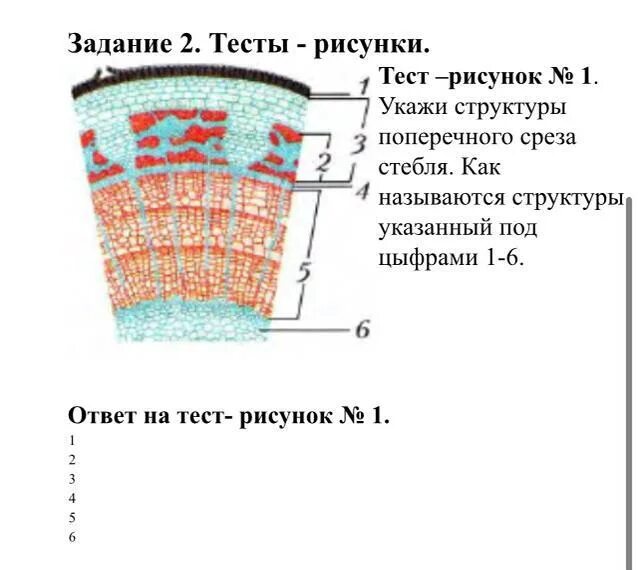 Строение стебля липы поперечный срез. Поперечный срез побега липы микропрепарат. Препарат поперечный срез стебля липы. Поперечный срез стебля плауна.