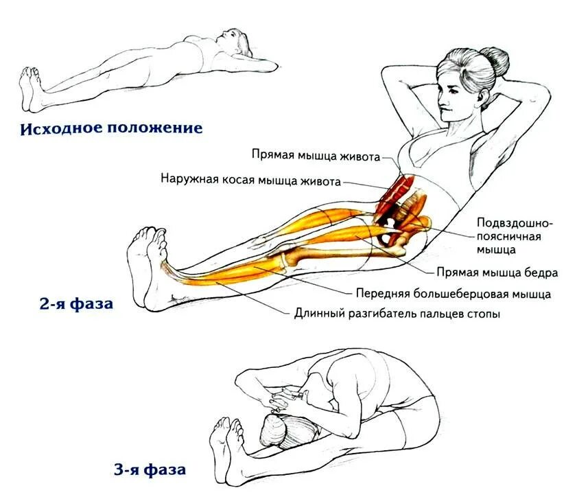 Поднимаемся из положения лежа. Упражнение велосипед какие мышцы задействованы. упражнения из положения лежа. упражнения для мышц поясницы. пресс лежа.